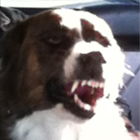 Meet your Posher, Thomas - Picture 1 of 1