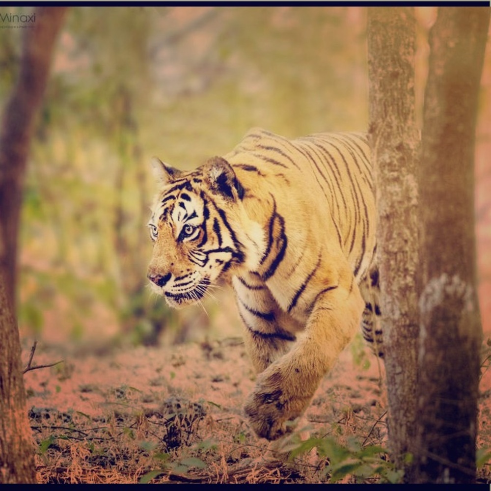 Meet your Posher, paleh13