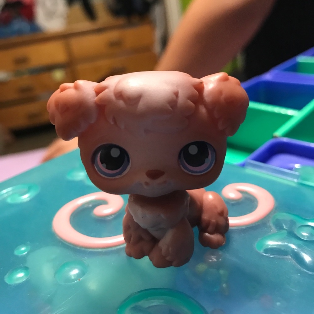 Lps shitzu
