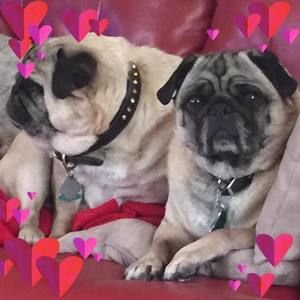 Meet your Posher, Pam