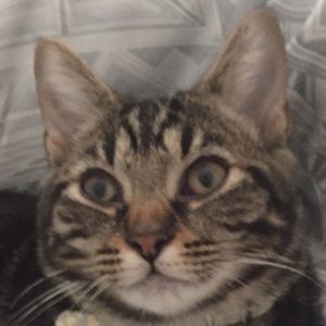 Meet your Posher, Al