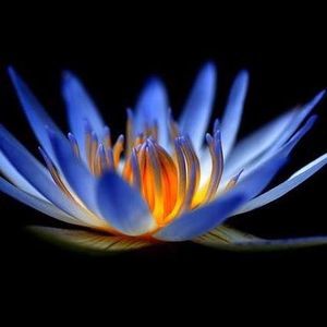 Meet your Posher, Serena