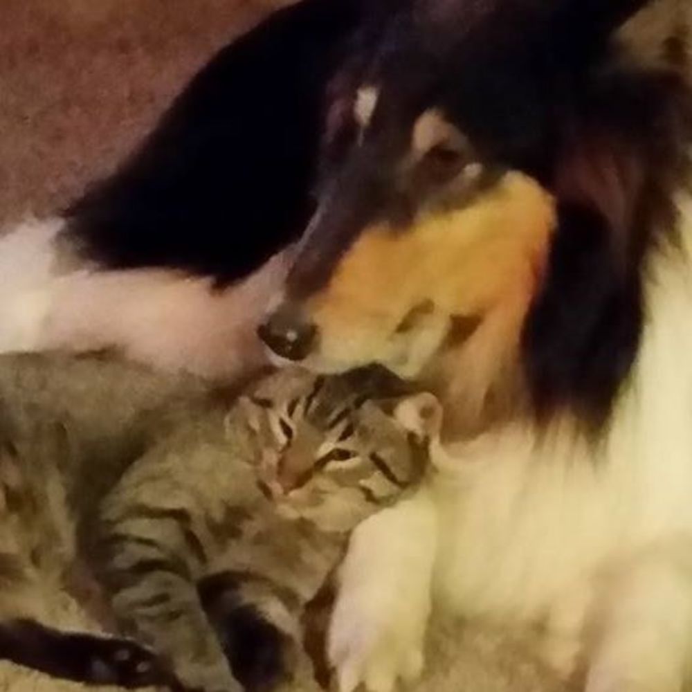 Meet your Posher, Lana