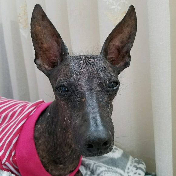 Meet your Posher, Scarlett - Picture 1 of 1