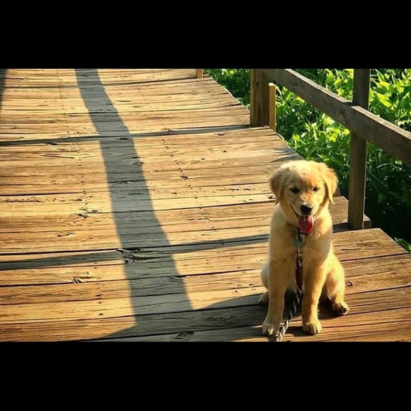 Meet your Posher, Leslie - Picture 1 of 1