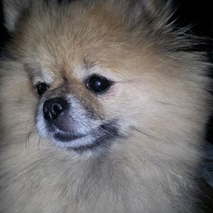 Meet your Posher, Alicia