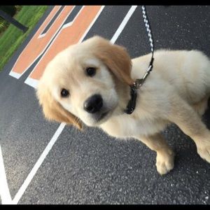 Meet your Posher, Tara