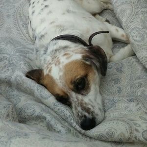 Meet your Posher, Carol