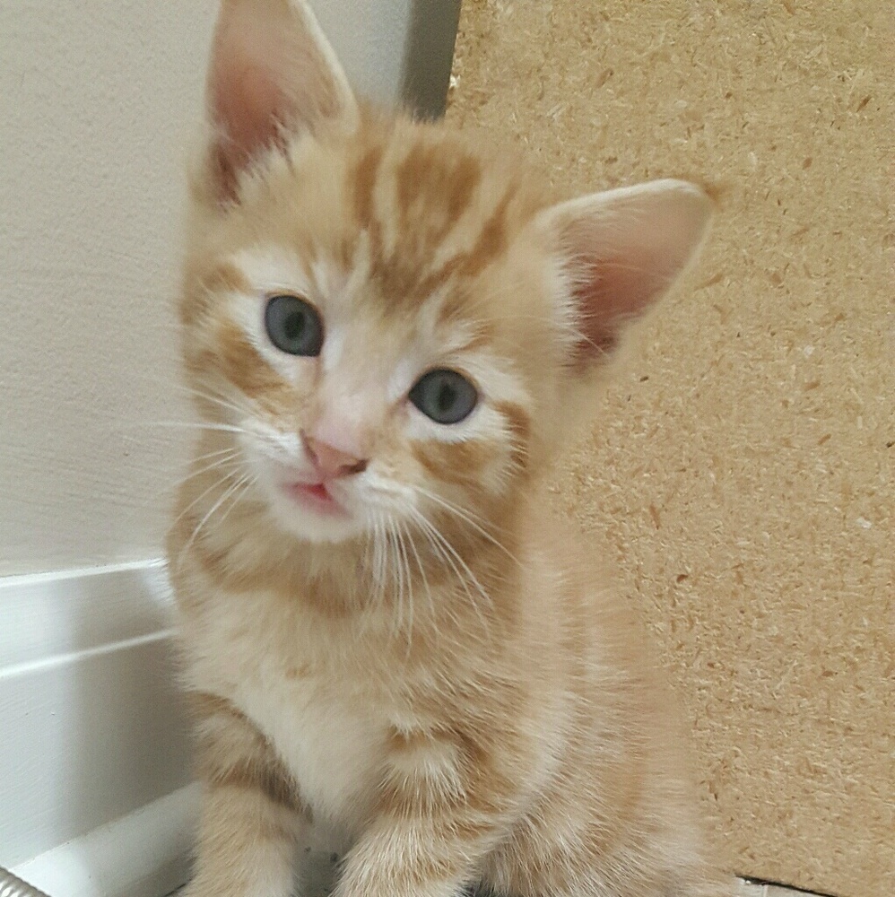 Meet your Posher, Lilly