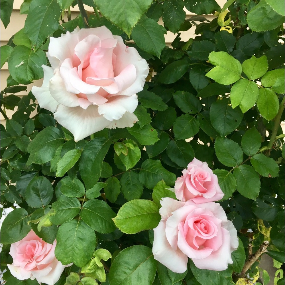 Meet your Posher, Kelly