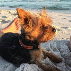 Meet your Posher, Terri