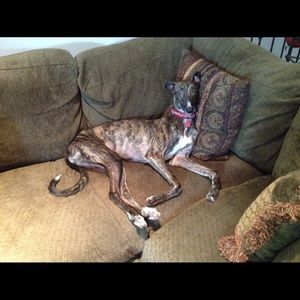 Meet your Posher, Randall