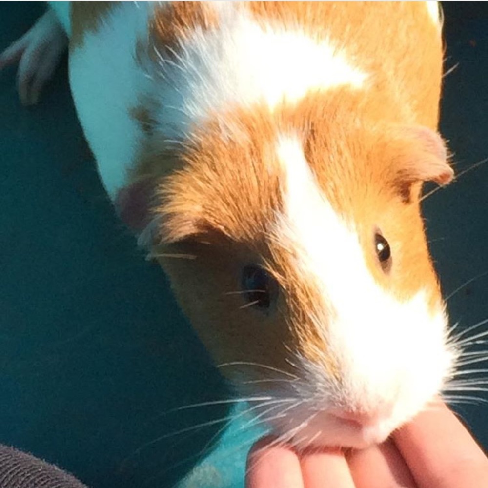 Meet your Posher, Avery