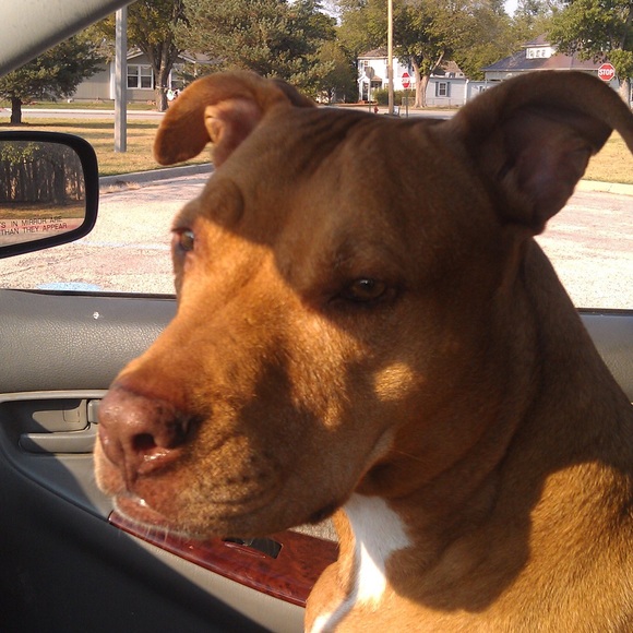 Meet your Posher, Wanda - Picture 1 of 1