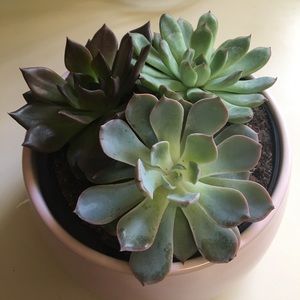 Meet your Posher, Alisa