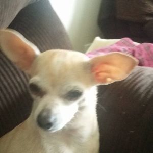 Meet your Posher, Paula