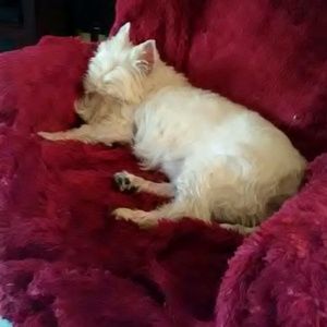 Meet your Posher, Shirley