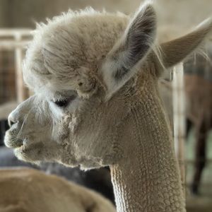 Meet your Posher, Dawn