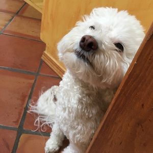 Meet your Posher, Ivan