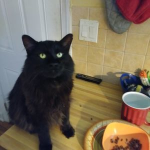 Meet your Posher, Frank