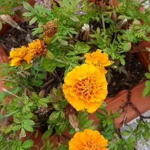 Meet your Posher, Edna