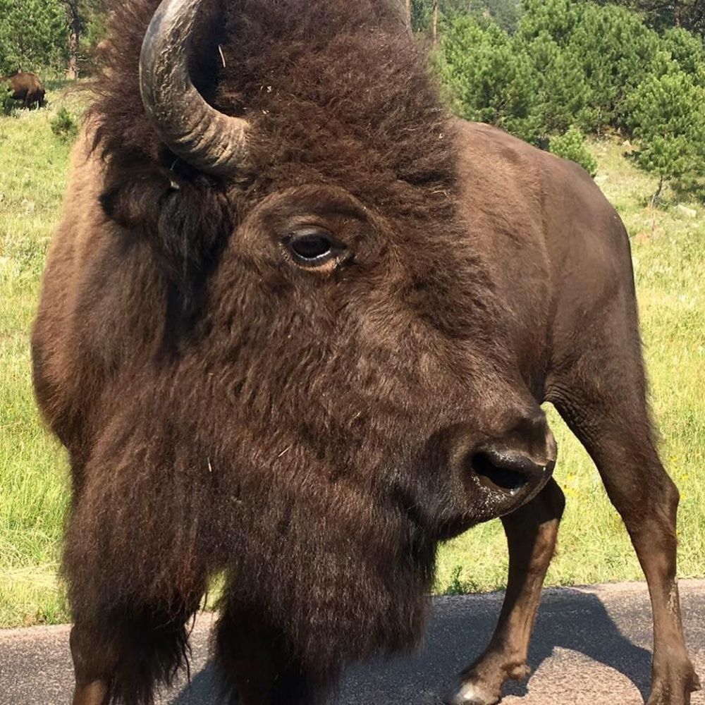 Meet your Posher, Shelly