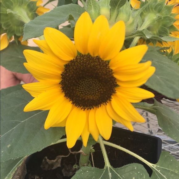 Meet your Posher, Danielle - Picture 1 of 1