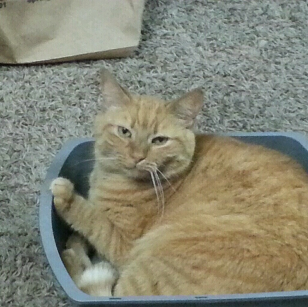 Meet your Posher, Teresa