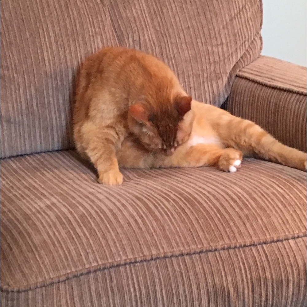 Meet your Posher, Robin