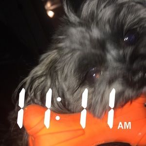 Meet your Posher, Bailey