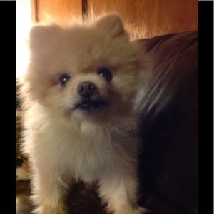 Meet your Posher, Phyllis