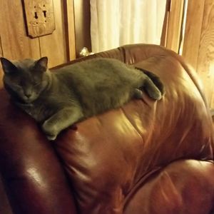 Meet your Posher, Joyce