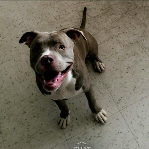 Meet your Posher, Antonio - Picture 1 of 1