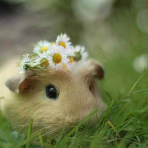 Meet your Posher, Samantha - Picture 1 of 1