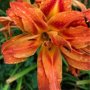 Meet your Posher, Roberta