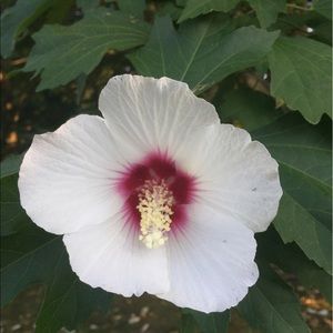 Meet your Posher, Keavy