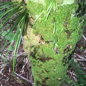 Meet your Posher, Miranda