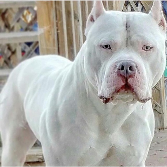 Meet your Posher, Jacob - Picture 1 of 1