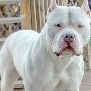 Meet your Posher, Jacob