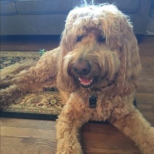 Meet your Posher, Diana