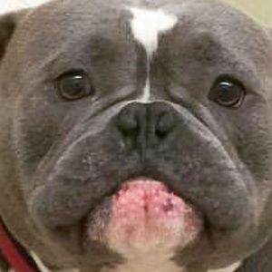 Meet your Posher, Owen