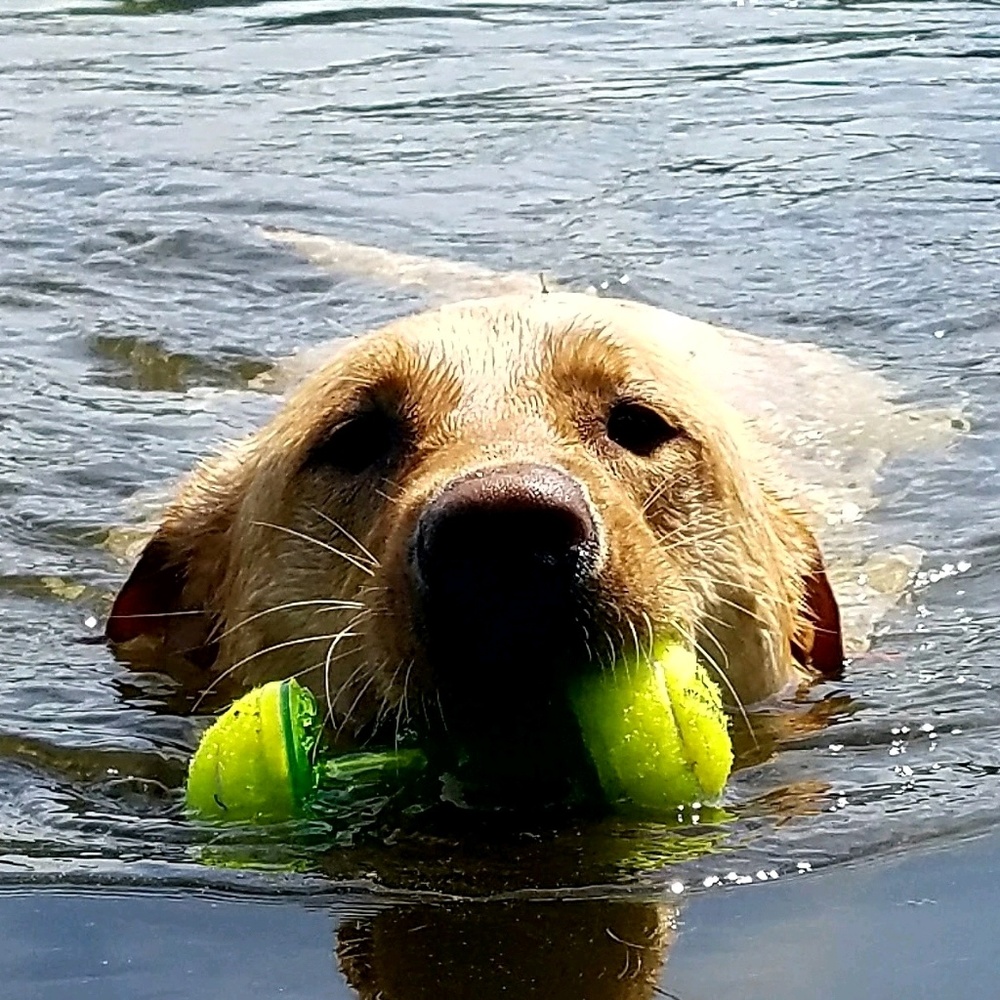 Meet your Posher, Julie