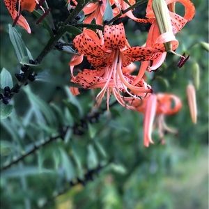 Meet your Posher, Mattie