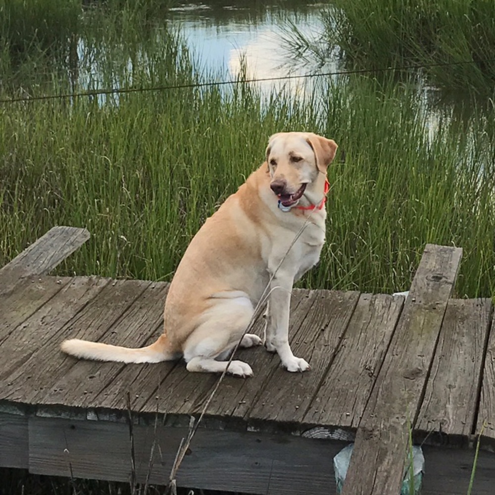 Meet your Posher, Elizabeth