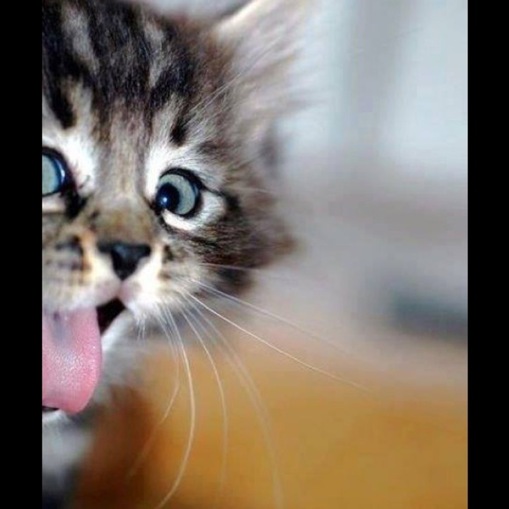 Meet your Posher, Elisabeta