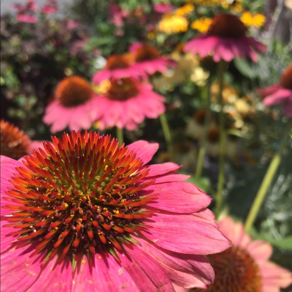 Meet your Posher, Foley