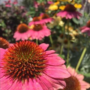 Meet your Posher, Foley