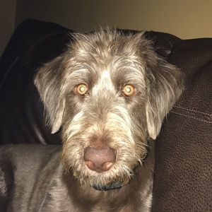 Meet your Posher, Spencer