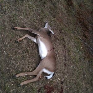 Meet your Posher, Bella