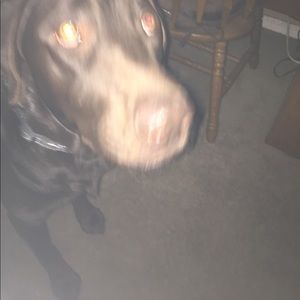 Meet your Posher, Shelley